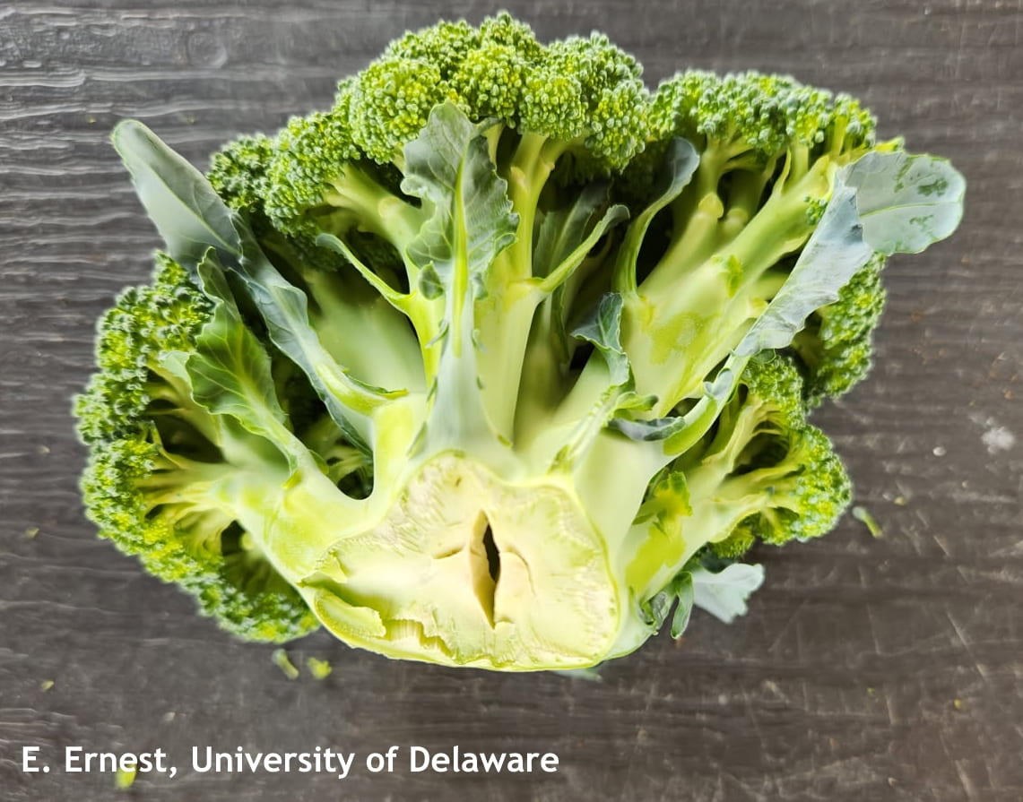 花而不实、茎空心