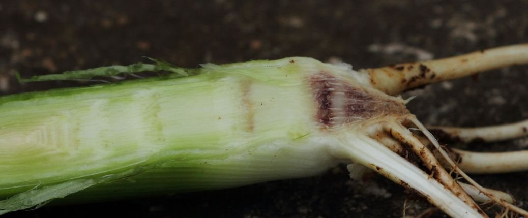 玉米花白苗、节间缩短
